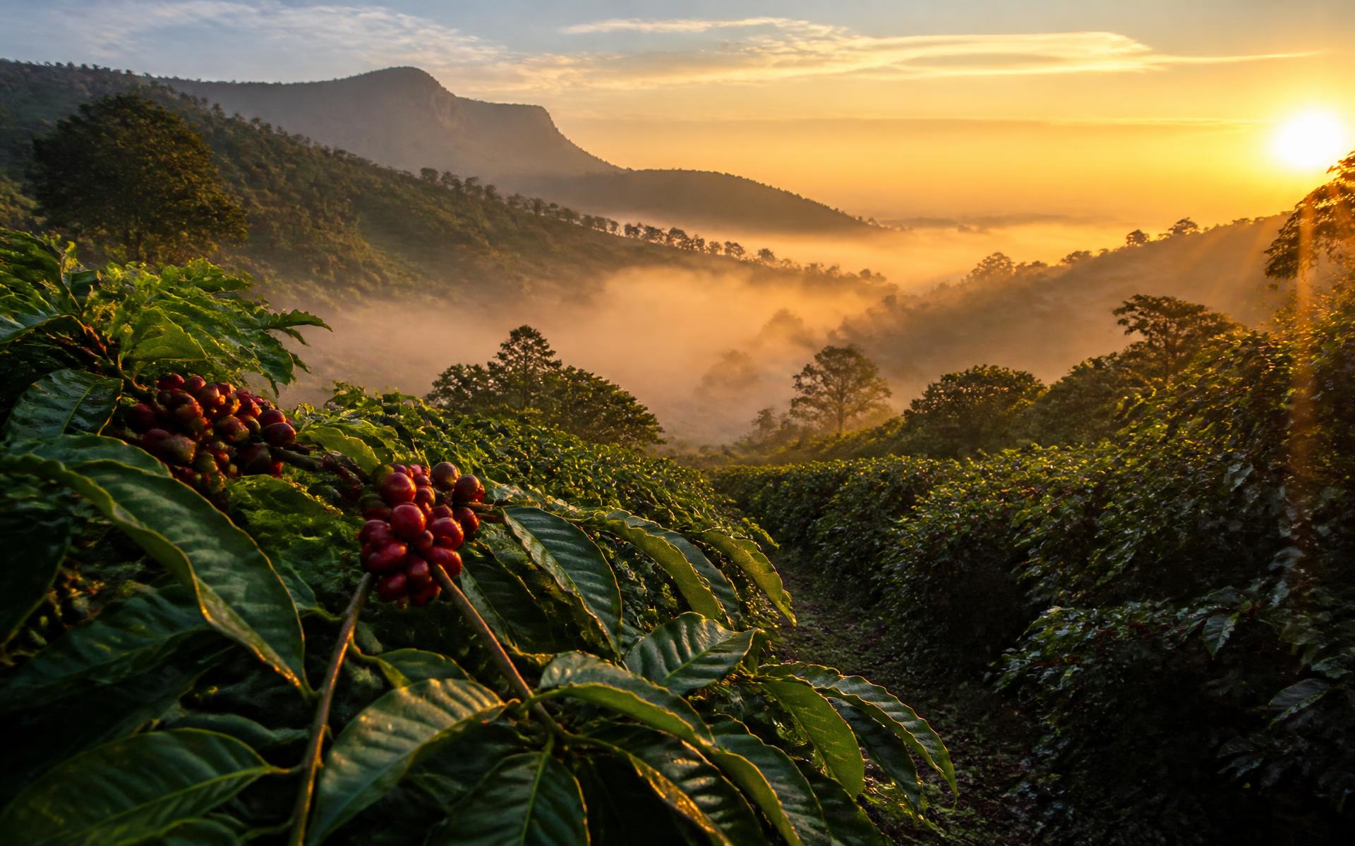 Lavoura de café especial ao amanhecer na serra cearense
